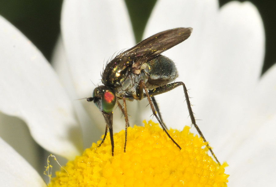 Dolichopodidae; forse Dolichopus sp.